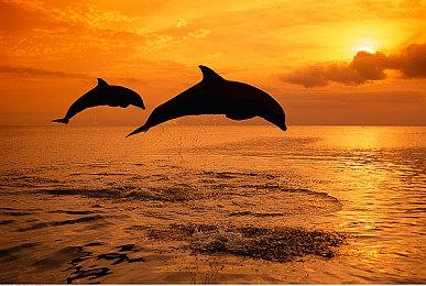 玩家对《巫师4》希里当主角有担忧 CDPR称不会胡编乱造