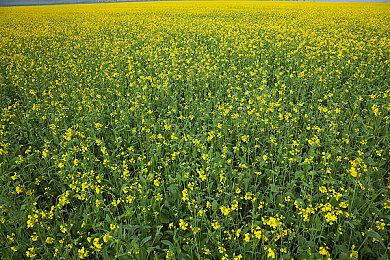 游戏圈“业进民退”？Y3编辑器是怎样让打工人直起腰杆的