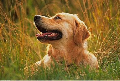 横向卷轴动作RPG《Meifumado》开启众筹 登陆全平台